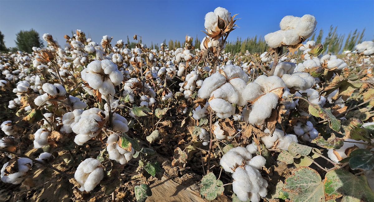 Cotton Farm