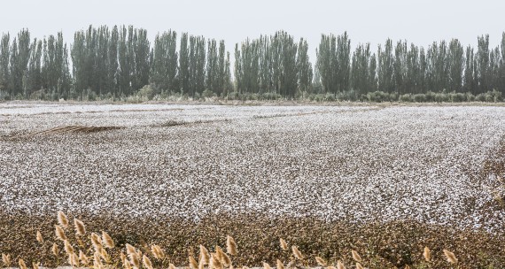 Cotton Farm