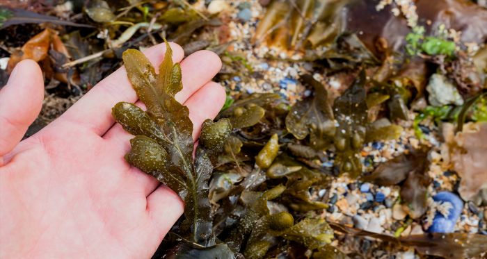 Seaweed Harvesting